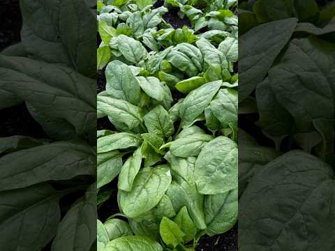 October's Spinach Bounty: Results from August Planting