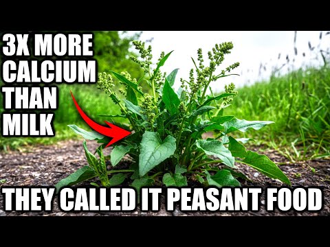 3x More Calcium Than Milk, Plant Once, Harvest 3 Times A Year. They Call It A Weed For Peasants.