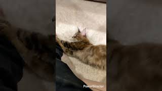 びよーーんと伸びて、約１m