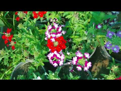 Verbena# winterseason beautiful flower# garden#achalgreenempire#nbri award winner.