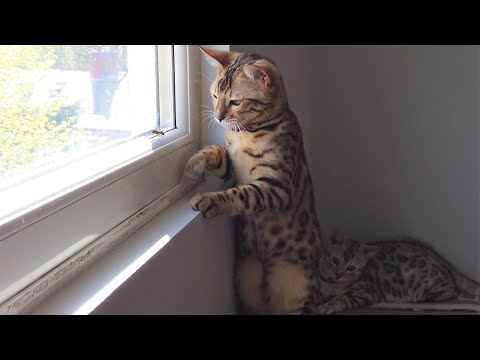 Crazy Bengal Cats Continue To Attack Wasp Even After Getting Stung | 4K