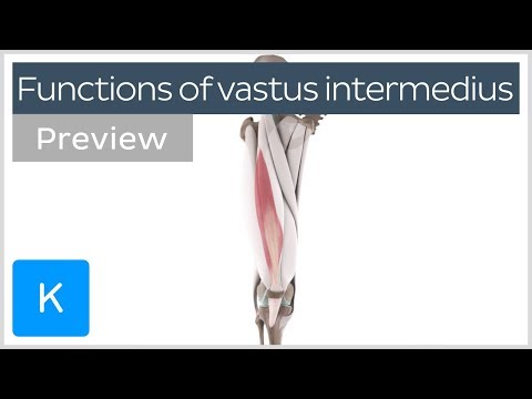 Functions of the vastus intermedius muscle (preview) - Human Anatomy | Kenhub