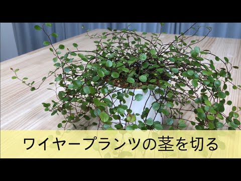ウィッチヘーゼルを正しくカットする 植物
