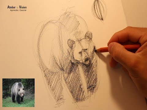 Comment dessiner un ours