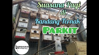 Download lagu Ternak Parkit itu menyenangkan mp3