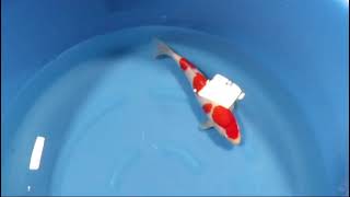 video van Meerstaps Kohaku 2404116