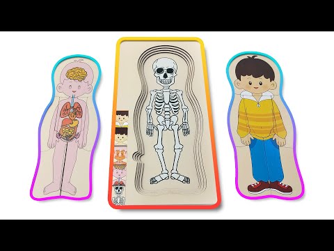 Human Body Parts Puzzle For Kids | Learn Every Layer Inside Human Body | Internal Organs For Toddler