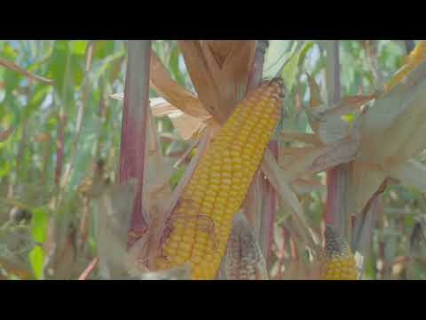 Feedback zum Anbau von Bio-Mais mithilfe des Dammanbau