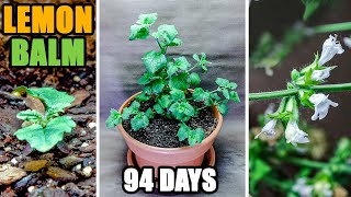 Growing Lemon Balm Time Lapse - Seed To Flower