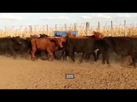 Lote 70 Terneros en Rufino, Santa Fe