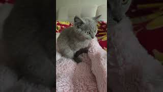 #prettycat #cute #cutebaby #cutecat #catshorts