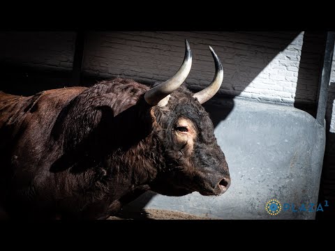 SORTEO | Toros José Enrique Fraile de Valdefresno, 15 agosto