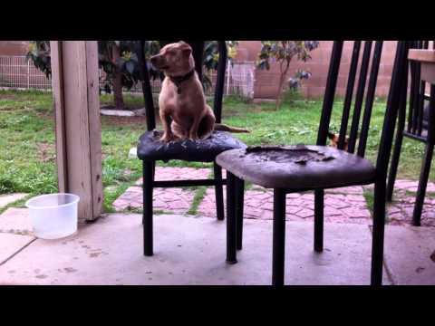 walkera cb100 vs Kobe ( our dog )