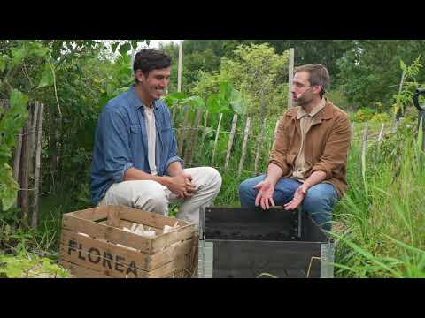 Snittblomsodling med tulpaner och narcisser