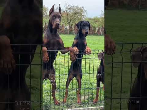 Aggressive Dobarman Dog Family 🥵 || Doberman Dog Guard Our Territory 😱🔥 #shorts