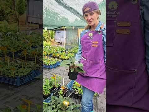 фото гортензии метельчатые и древовидные. 0