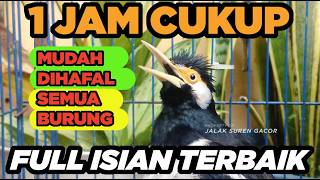 Download lagu Burung Jalak Suren Gacor Full Isian Tembakan Mewah Cililin Tengkek Buto Jernih mantap mp3