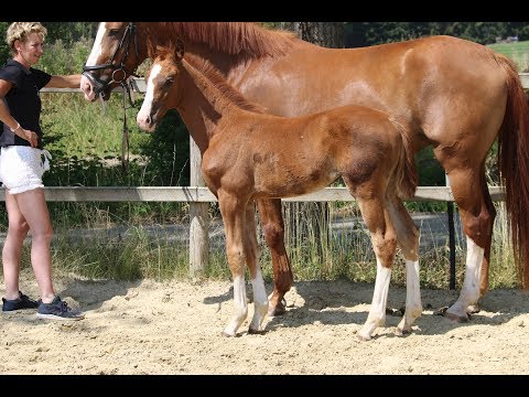 Sendera von Worrenberg, CH, Sensation x Dressage Royal, geb. 13. Mai 2018