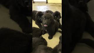 Video preview image #1 Newfoundland Puppy For Sale in MEDINA, OH, USA