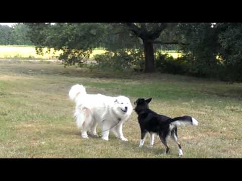 Great Pyrenees at play with an Alaskan Sled Dog