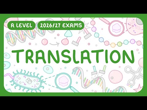 Translation | How Proteins Are Made