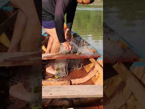 Pesca de tarrafa em Boa Esperança Guimarães-Ma