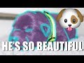 I'm FINALLY Getting A Puppy! Come and see my new dog and LOTS of other updates | EMZOTIC