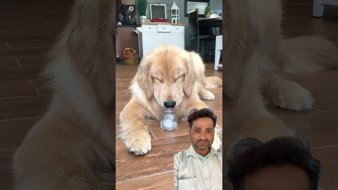 Gunna Get These Cubes! #ytshorts #funny #dog #viralvideo #trending #challenge #greenscreen