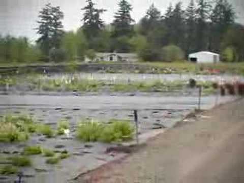 Terra Nova Nurseries - The History