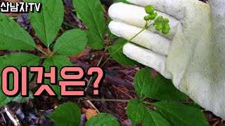 꽃송이 정찰 산행에서 만난 행운~  산남자 산나물 약초 산삼산행 버섯산행 항암 자연 건강