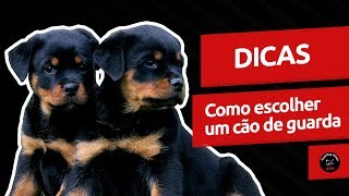 video guardog na mídia