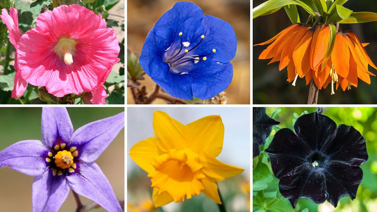 10 FLORES de un COLOR DIFERENTE cada una