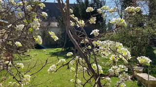 Der Birnbaum am 6. April 2020