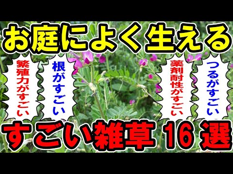 , title : 'お庭によく生えるすごい雑草16選【お庭解説】'
