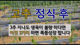 고추 정식 후 3주 지나도 생육이 불량하다면 이것 2가지 하면 폭풍성장 합니다. #고추 잘 가꾸는 방법