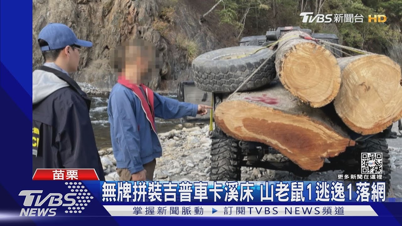 山老鼠開「大腳怪」 大安溪盜伐肖楠木被抓