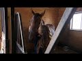 Indiana Girl Turns Runt Into Championship Horse