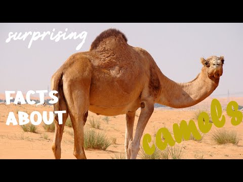Surprising Facts About Camels