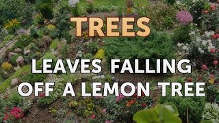 Leaves Falling Off a Lemon Tree