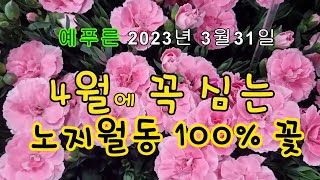 4월에 꼭 심는 노지월동 100% 꽃들