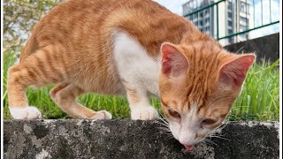 「Akira江西南癒しの猫」正在直播！#貓動画#cat#可愛い猫 #貓咪日常 