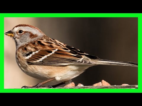 Strnádlik stromový (Spizelloides arborea) — správanie, biotop a hlas