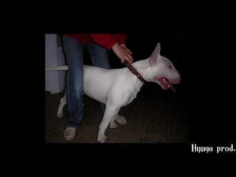 (FREE) BUSHIDO ZHO x RVMZES x 163ONMYNECK Type Beat - Barking [Hyuga prod.]