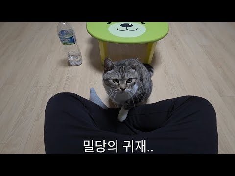 밀당의 귀재.. 고양이는 사랑입니다