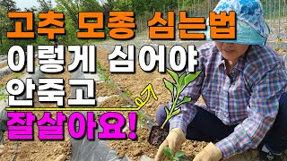 고추 심을때 주의사항2가지 이건꼭 지켜주세요 고추모종 심는법 고추재배 고추농사