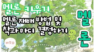 [멜론 재배방법] 멜론 재배법 9분 요약