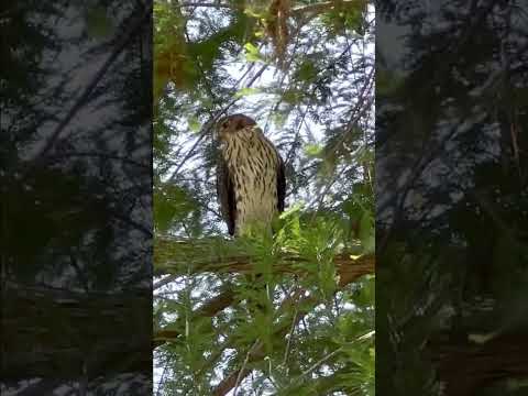 クーパーの鷹…