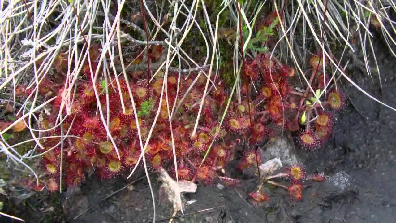 Drosera rotundifolia - YouTube