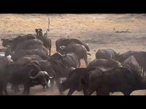 Djuma: Breeding herd of African Buffalog - 07:47 - 10/03/18