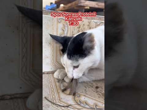 Bir Kedinin Sabah Rutini 😀   Cat's morning routine #cat #catanddog #cats #catvideos